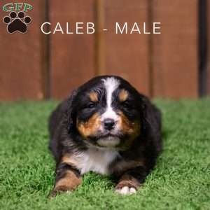 Caleb, Bernese Mountain Dog Puppy